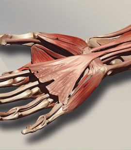 Aeims hand forearm