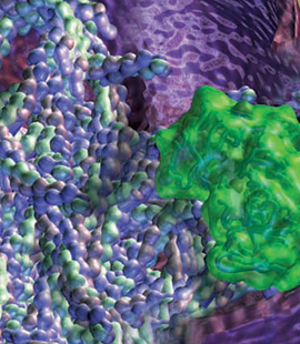 Post-Golgi LH3 trafficking