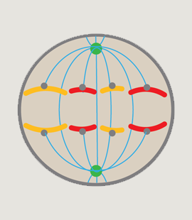 Chierico Battaglia cell cycle