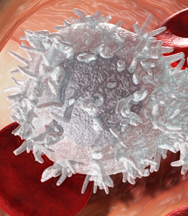 red white blood cells