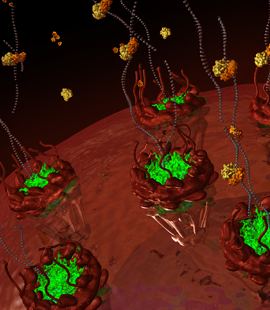 Hoogenboom nuclear pore