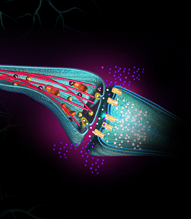 Neuronal synapse 