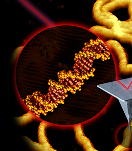 Hoogenboom atomic force microscopy DNA